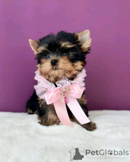 Photo №2 to announcement № 138569 for the sale of yorkshire terrier - buy in United States breeder