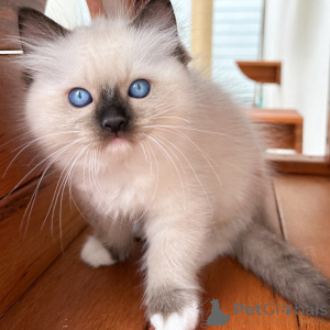 Photo №1. ragdoll - for sale in the city of Warsaw | negotiated | Announcement № 171358