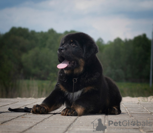 Additional photos: Tibetan Mastiff puppies