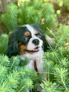 Photo №2 to announcement № 171113 for the sale of cavalier king charles spaniel - buy in Belarus 
