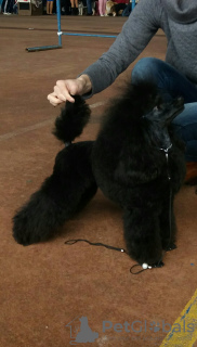 Photo №3. Black toy poodle is looking for a lady to mate in Belarus. Announcement № 7903