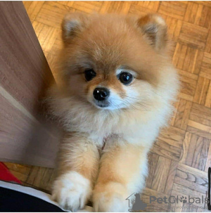Photo №1. pomeranian - for sale in the city of Brno | negotiated | Announcement № 65620