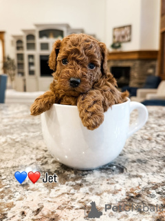 Photo №1. labradoodle - for sale in the city of Alajärvi | 671$ | Announcement № 157476