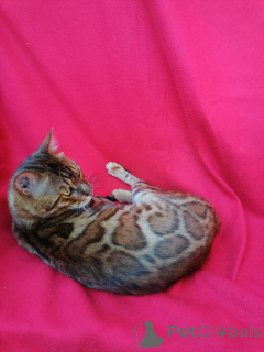 Photo №2 to announcement № 150615 for the sale of bengal cat - buy in Russian Federation from nursery, breeder
