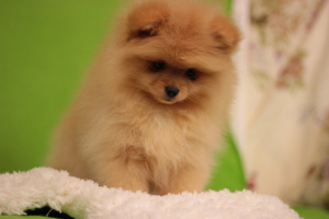 Additional photos: Pomeranian Spitz