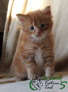 Photo №1. maine coon - for sale in the city of St. Petersburg | 701$ | Announcement № 4186
