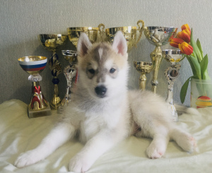 Additional photos: Siberian Husky