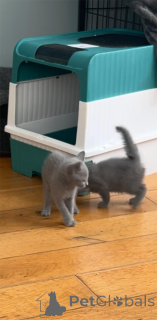 Photo №1. russian blue - for sale in the city of Böblingen | 329$ | Announcement № 153218