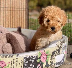 Photo №3. Purebred toy pawn puppies from two and half months. Switzerland