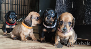 Photo №2 to announcement № 103575 for the sale of dachshund - buy in Estonia private announcement