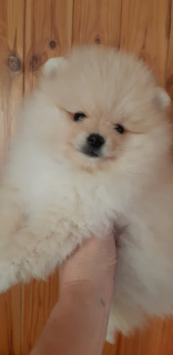 Photo №1. pomeranian - for sale in the city of Murmansk | 340$ | Announcement № 1628