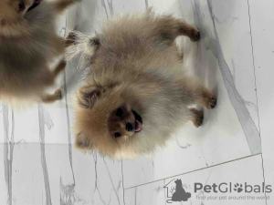 Photo №2 to announcement № 118943 for the sale of pomeranian - buy in Serbia breeder