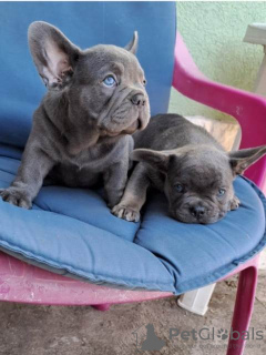 Photo №1. french bulldog - for sale in the city of Srbobran | 475$ | Announcement № 111076