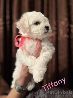 Photo №1. bichon frise - for sale in the city of Smederevo | negotiated | Announcement № 79162