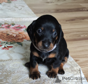 Photo №4. I will sell dachshund in the city of Tallinn. private announcement - price - 740$