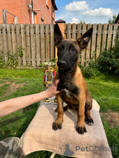 Photo №3. Malinois puppy. Russian Federation