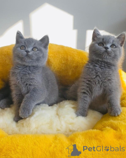 Photo №1. british shorthair - for sale in the city of Hamburg | negotiated | Announcement № 167315