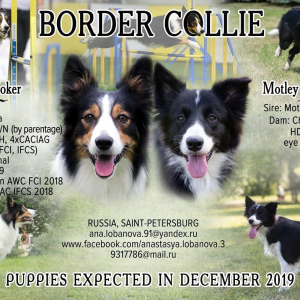 Photo №1. border collie - for sale in the city of St. Petersburg | 1$ | Announcement № 5296