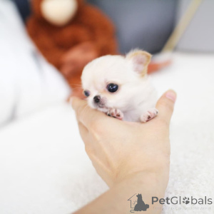 Photo №1.  - for sale in the city of Fredericksborg | 750$ | Announcement № 162890