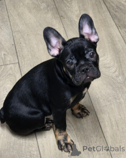 Photo №1. french bulldog - for sale in the city of Athens | 413$ | Announcement № 171780