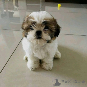 Photo №2 to announcement № 161150 for the sale of  - buy in Denmark 