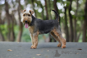 Additional photos: Welsh terrier puppies