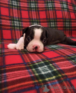 Photo №1. boston terrier - for sale in the city of Chelyabinsk | 1082$ | Announcement № 8791