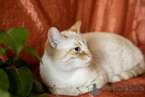 Additional photos: A gentle and beautiful cat Benya as a gift