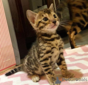 Photo №2 to announcement № 140598 for the sale of bengal cat - buy in Israel breeder
