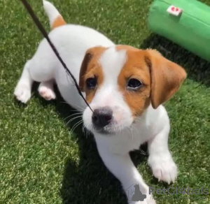 Photo №1. jack russell terrier - for sale in the city of Warsaw | 402$ | Announcement № 101119