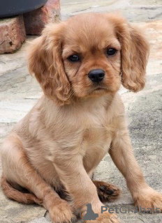 Photo №4. I will sell cavalier king charles spaniel in the city of Vilnius. private announcement - price - 370$