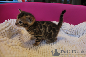 Photo №4. I will sell bengal cat in the city of Калифорния. private announcement, from nursery - price - 400$