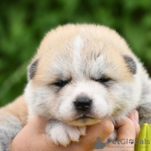 Photo №1. akita - for sale in the city of Cherkassky Bishkin | 500$ | Announcement № 55804