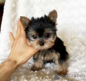 Photo №2 to announcement № 141166 for the sale of maltese dog, yorkshire terrier - buy in Canada private announcement
