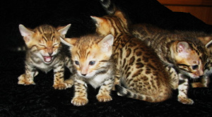 Photo №1. bengal cat - for sale in the city of Kobrin | 500$ | Announcement № 827