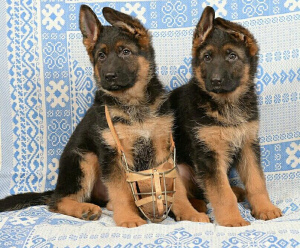 Photo №1. german shepherd - for sale in the city of Москва | 399$ | Announcement № 2012