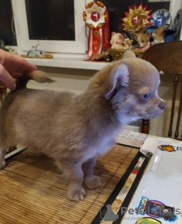 Photo №4. I will sell chihuahua in the city of Munich. from nursery, breeder - price - 269$