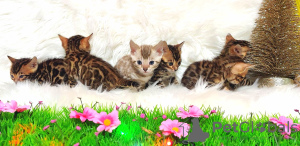 Additional photos: Bengal cat - Bengal kittens
