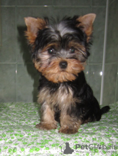 Additional photos: Yorkshire terrier. Boy's and girl's.