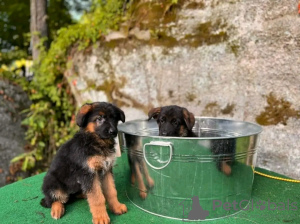 Photo №2 to announcement № 118740 for the sale of german shepherd - buy in Germany private announcement