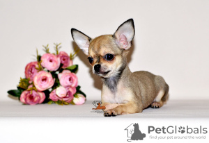 Photo №4. I will sell chihuahua in the city of Москва. from nursery, breeder - price - 621$