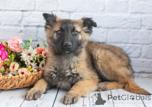 Photo №4. I will sell non-pedigree dogs in the city of Moscow river. private announcement - price - Is free