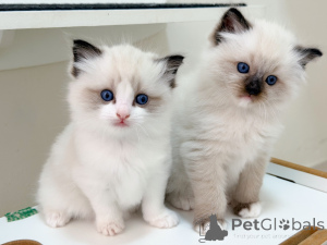 Photo №1. ragdoll - for sale in the city of Stockholm | negotiated | Announcement № 171355