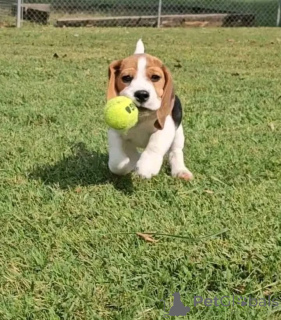 Photo №3. This sweet and adorable puppy is looking for a forever family! All vaccinations. United Kingdom