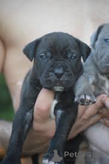 Photo №3. cane corso puppies for sale. United Kingdom