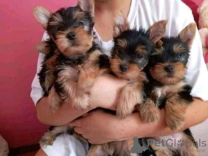 Photo №1. beaver yorkshire terrier - for sale in the city of Fedariškiai | negotiated | Announcement № 53585