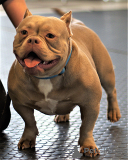Photo №1. american bully - for sale in the city of Riga | 3120$ | Announcement № 22202