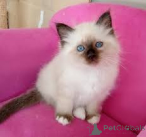 Photo №2 to announcement № 165814 for the sale of birman - buy in Belgium private announcement, breeder