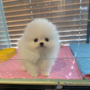 Photo №3. Pomeranian Puppy for DAdoption. United States