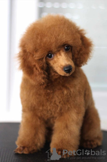 Photo №4. I will sell poodle (toy) in the city of Belgrade. breeder - price - negotiated